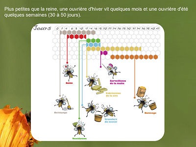 Présentation pédagogique abeilles