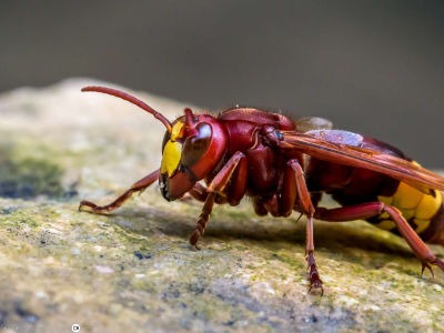 Danger pour les abeilles