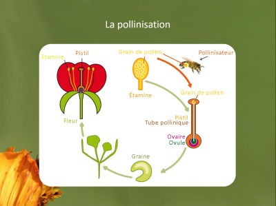 Pollinisation abeilles